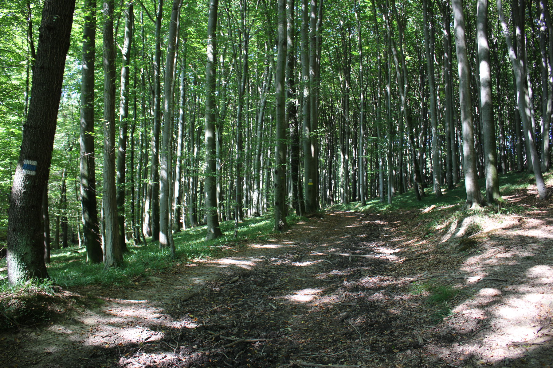 WohlfühlWeg: Der Wienerwald bei Rekawinkel. Foto: David Bröderbauer