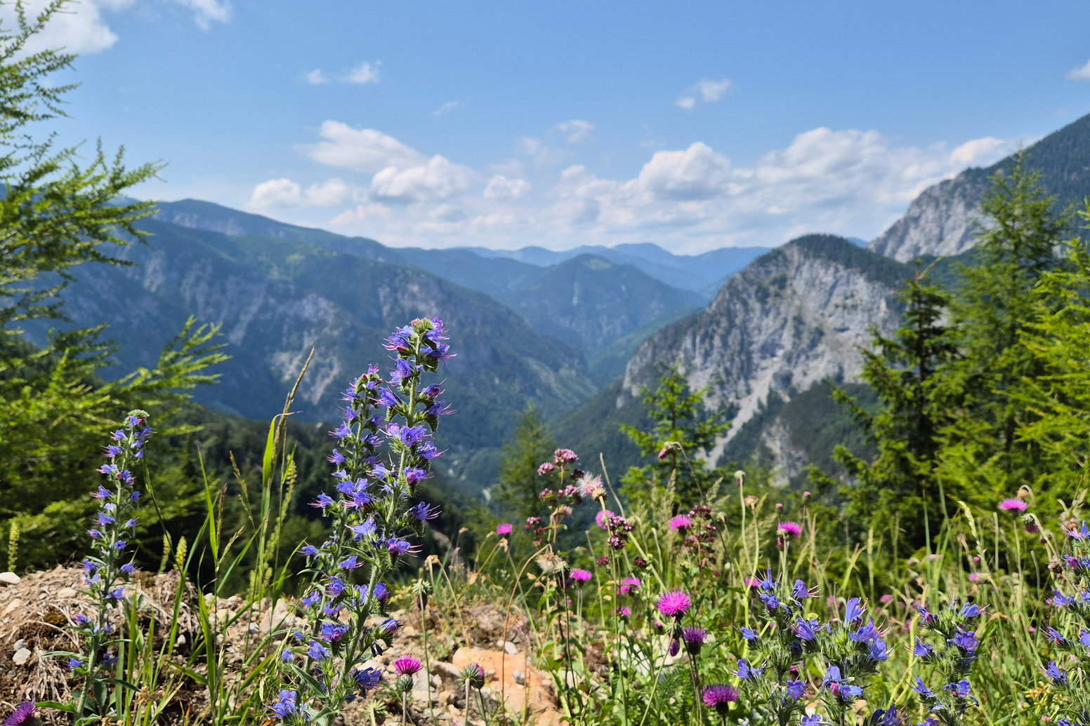 Ausblick über Berge und Blumen beim Abstieg. Foto: Linda Prähauser