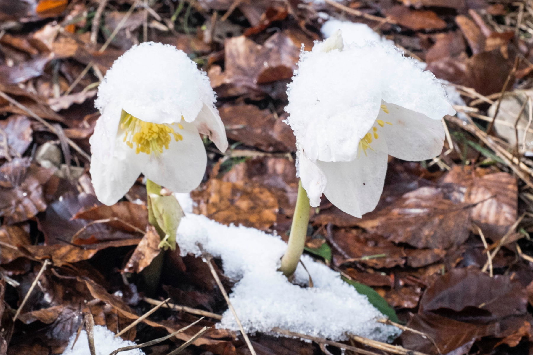 Mit der BRB zu den Schneerosen am Kufsteiner Stadtberg