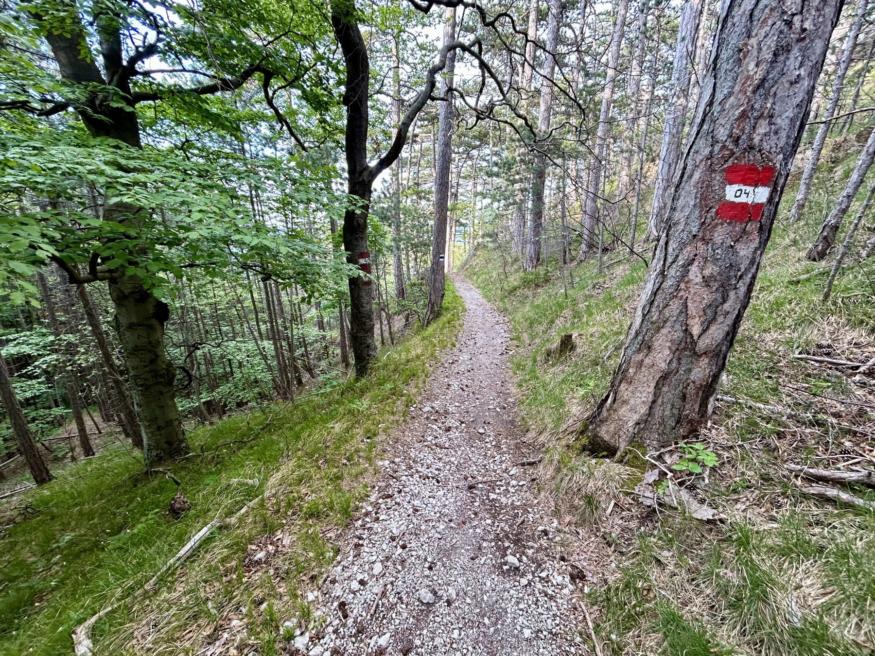 Weg vom Hinteren Lindkogel nach Baden. Foto Veronika Schöll